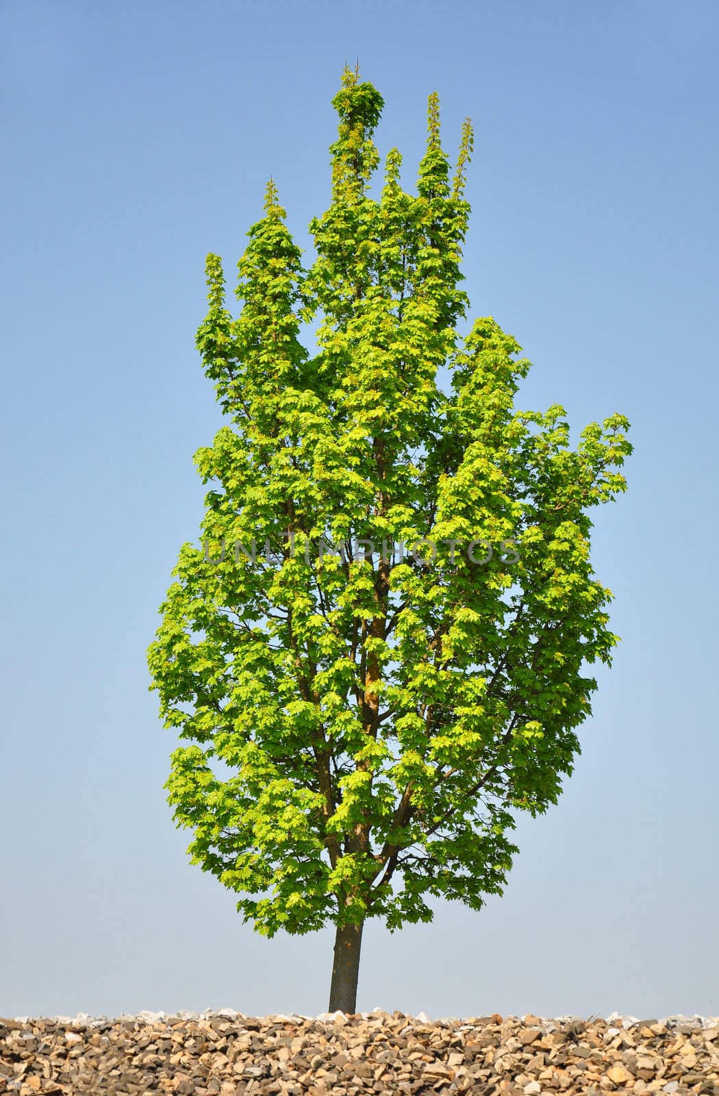 Maple tree by rbiedermann