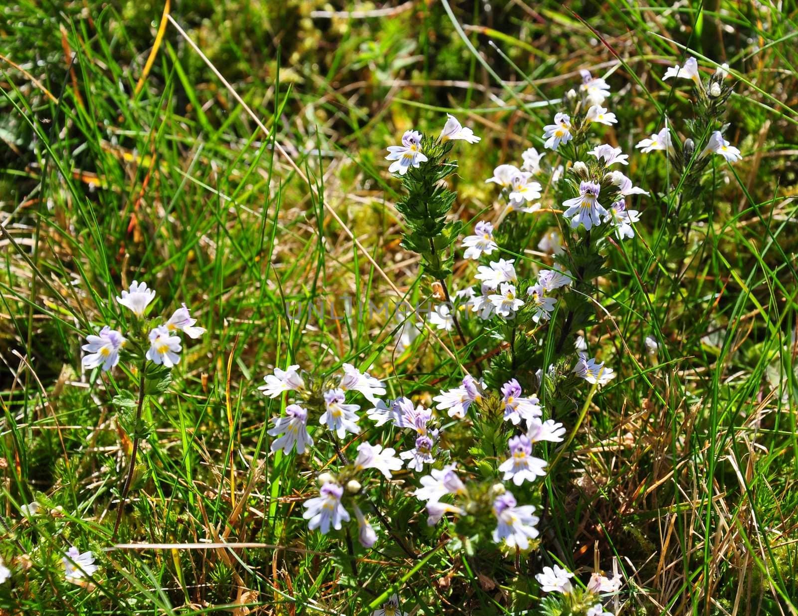 Eyebright (Euphrasia officinalis) by rbiedermann