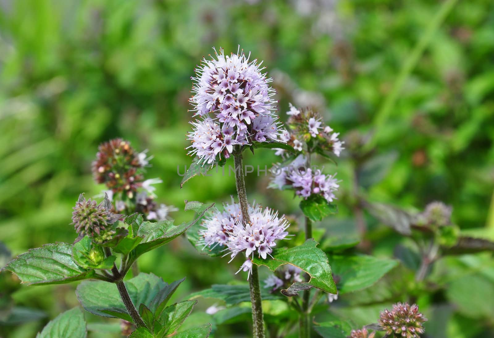 Water mint (Mentha aquatica) by rbiedermann