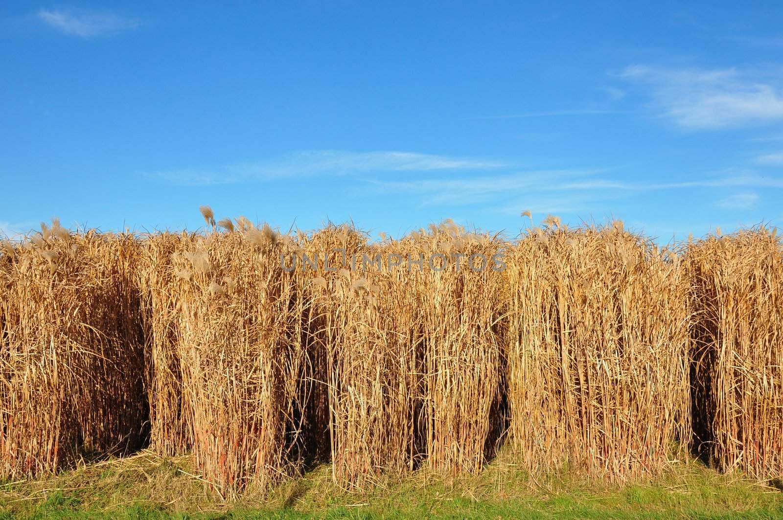 Giant grass (Miscanthus) by rbiedermann