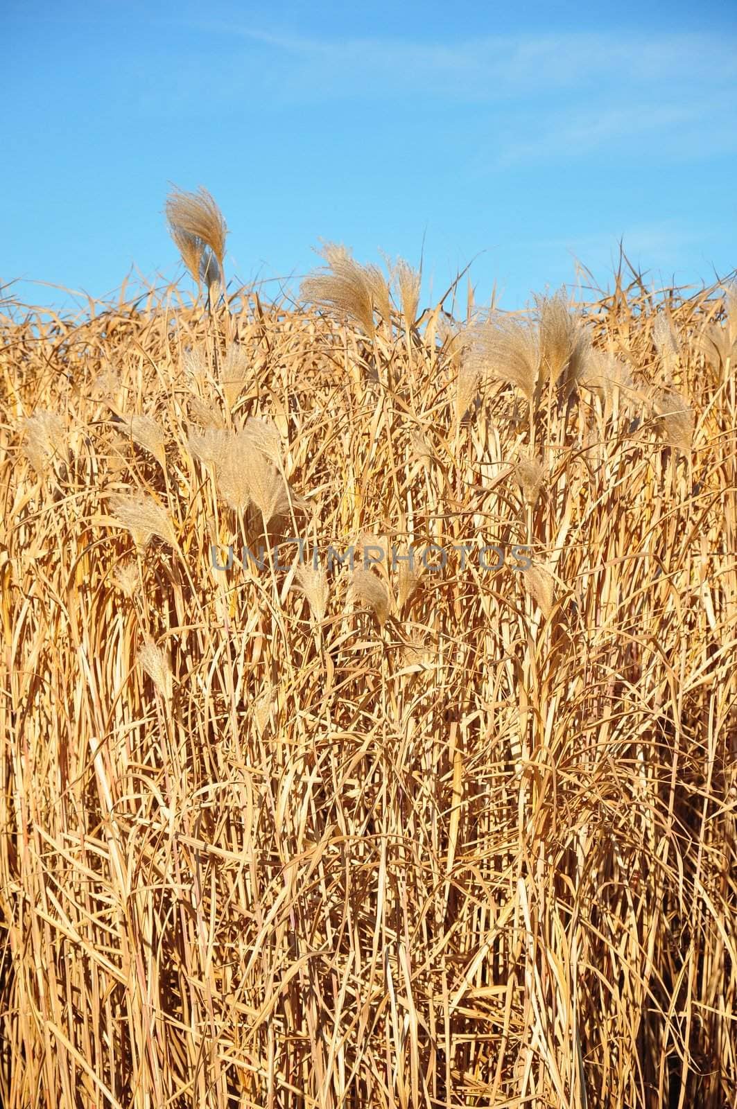 Giant grass (Miscanthus) by rbiedermann