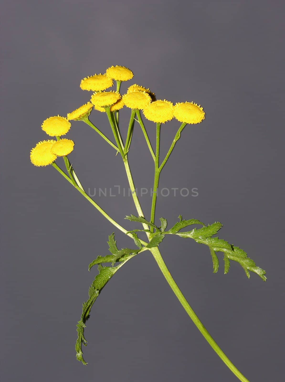 Tansy (Tanacetum vulgare) by rbiedermann