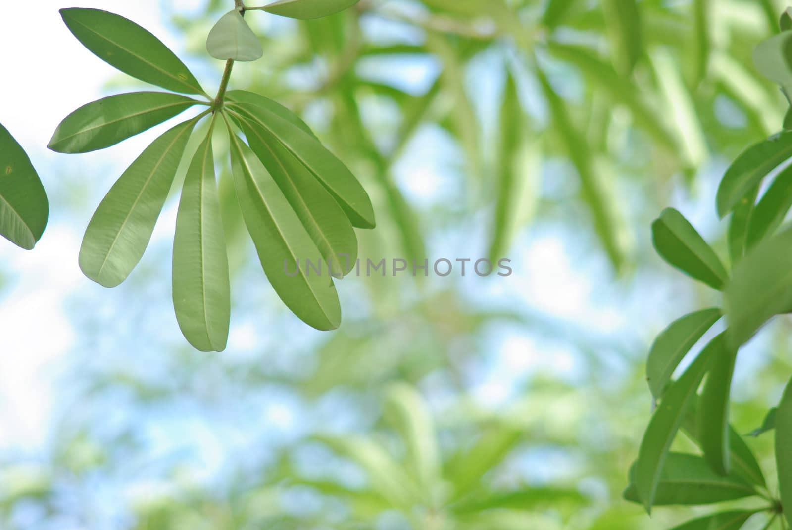 Leaf background with the blue sky