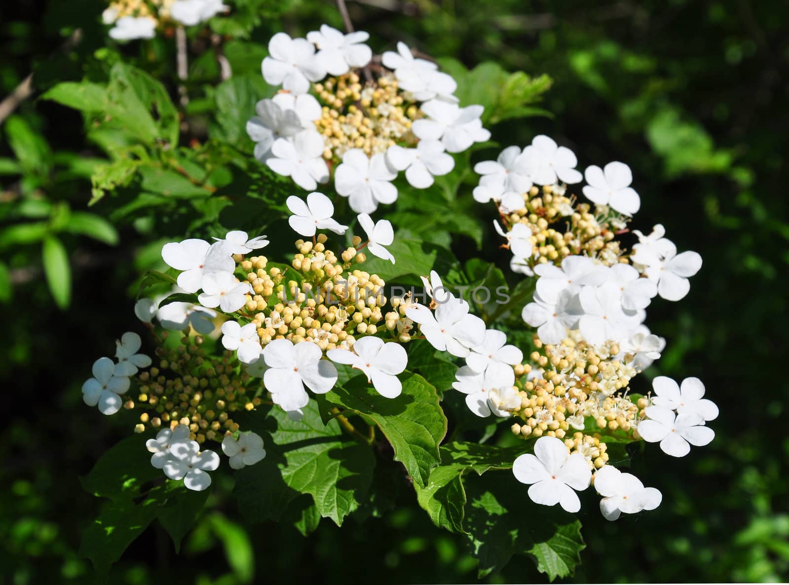 Guelder rose (Viburnum opulus) by rbiedermann