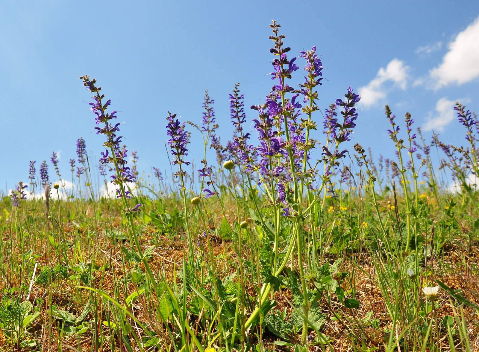 Meadow sage (Salvia pratensis)