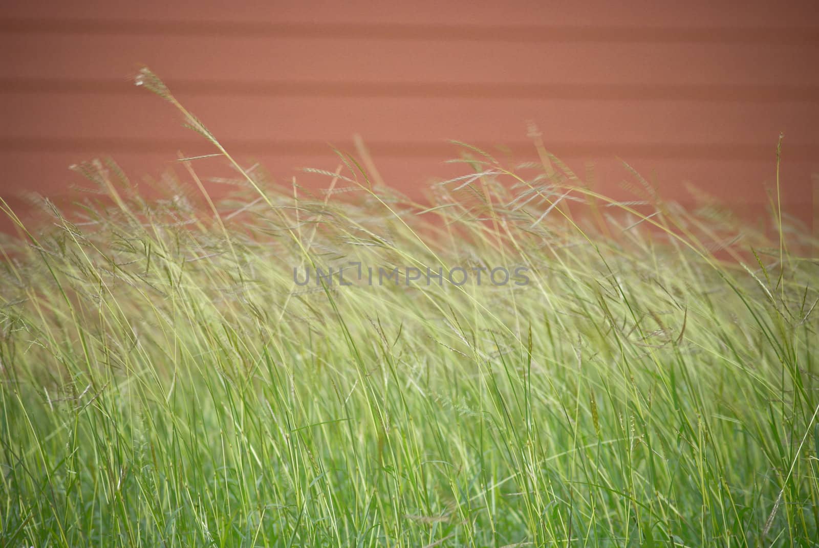 Abstract movement of grass field with wooden wall background