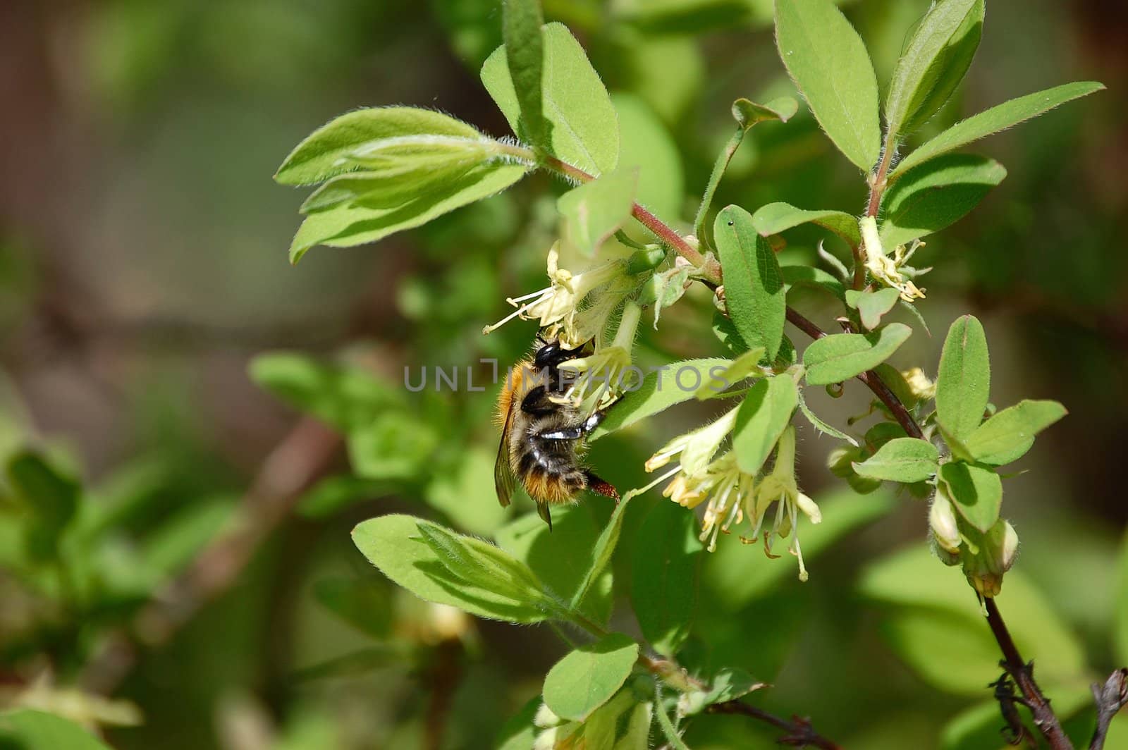 Bumblebee gathers pollen on the flower