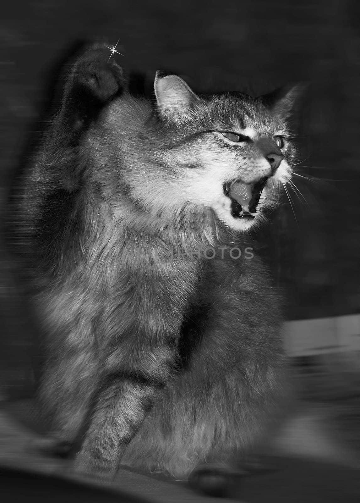 Attack or playing siberian cat. Black-and-white foto