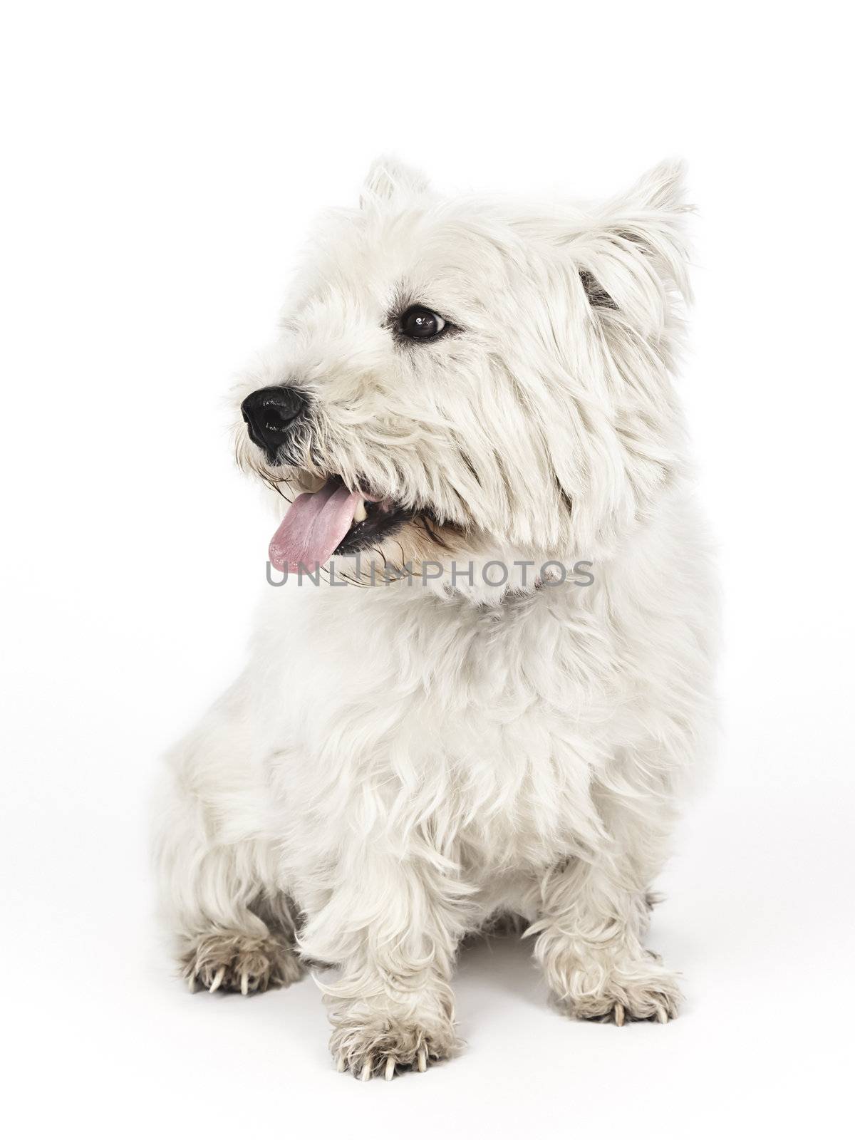 An image of a nice white Terrier