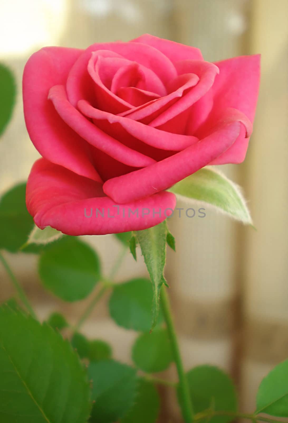 pink rose in a pot