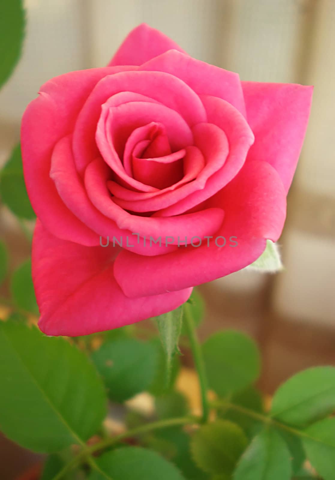 pink rose in a pot 