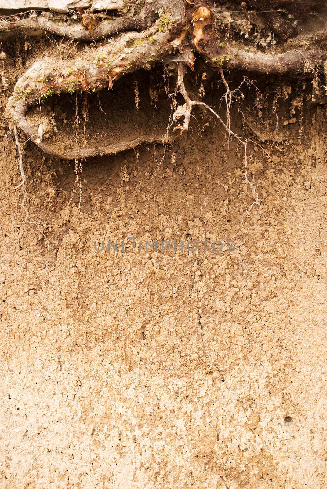 tree roots underground in soil