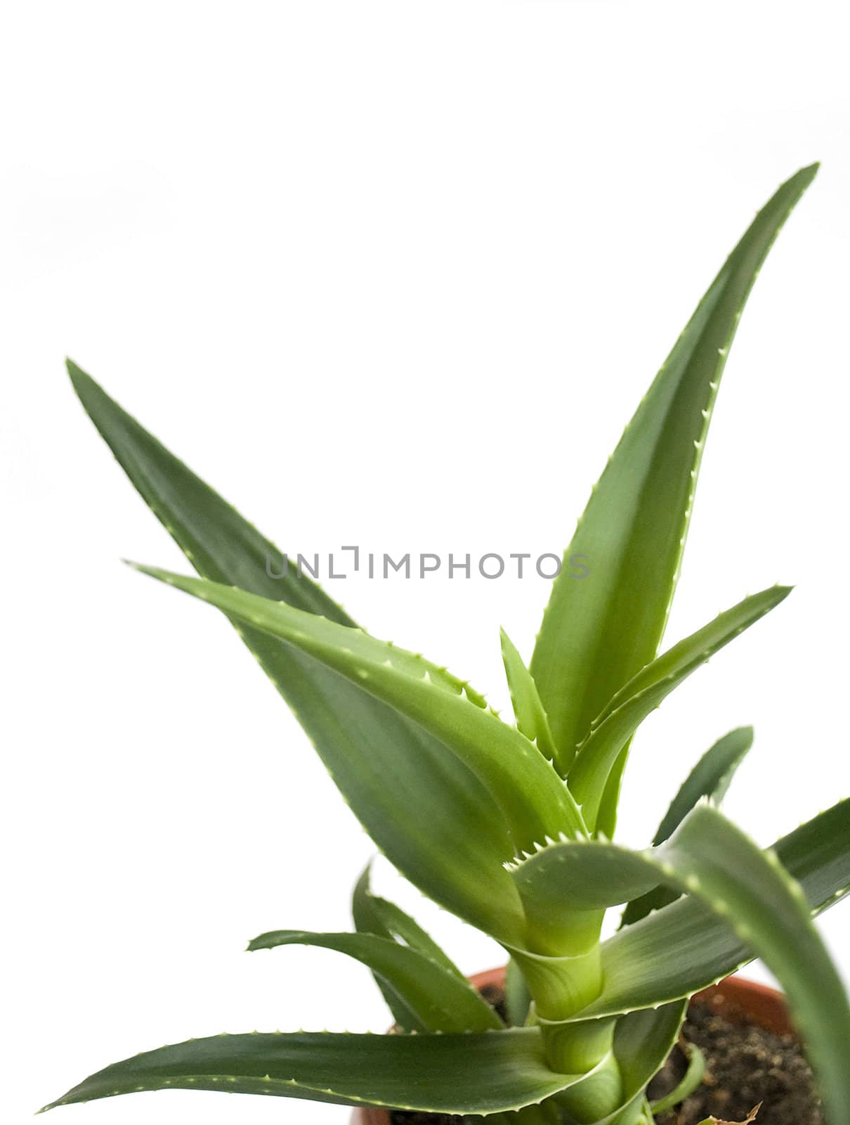 green aloe vera leaves in pot isolated on white