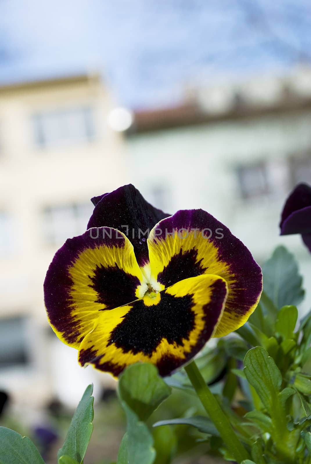 beautiful viola pansy flower at spring in a garden