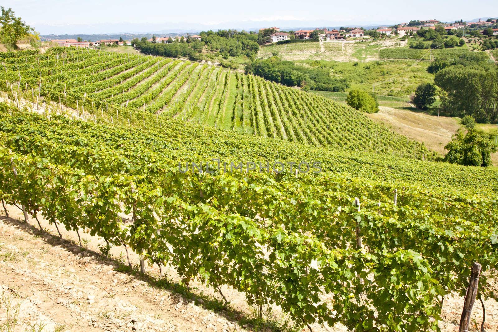 Barbera vineyard during spring season, Monferrato area, Piedmont region, Italy