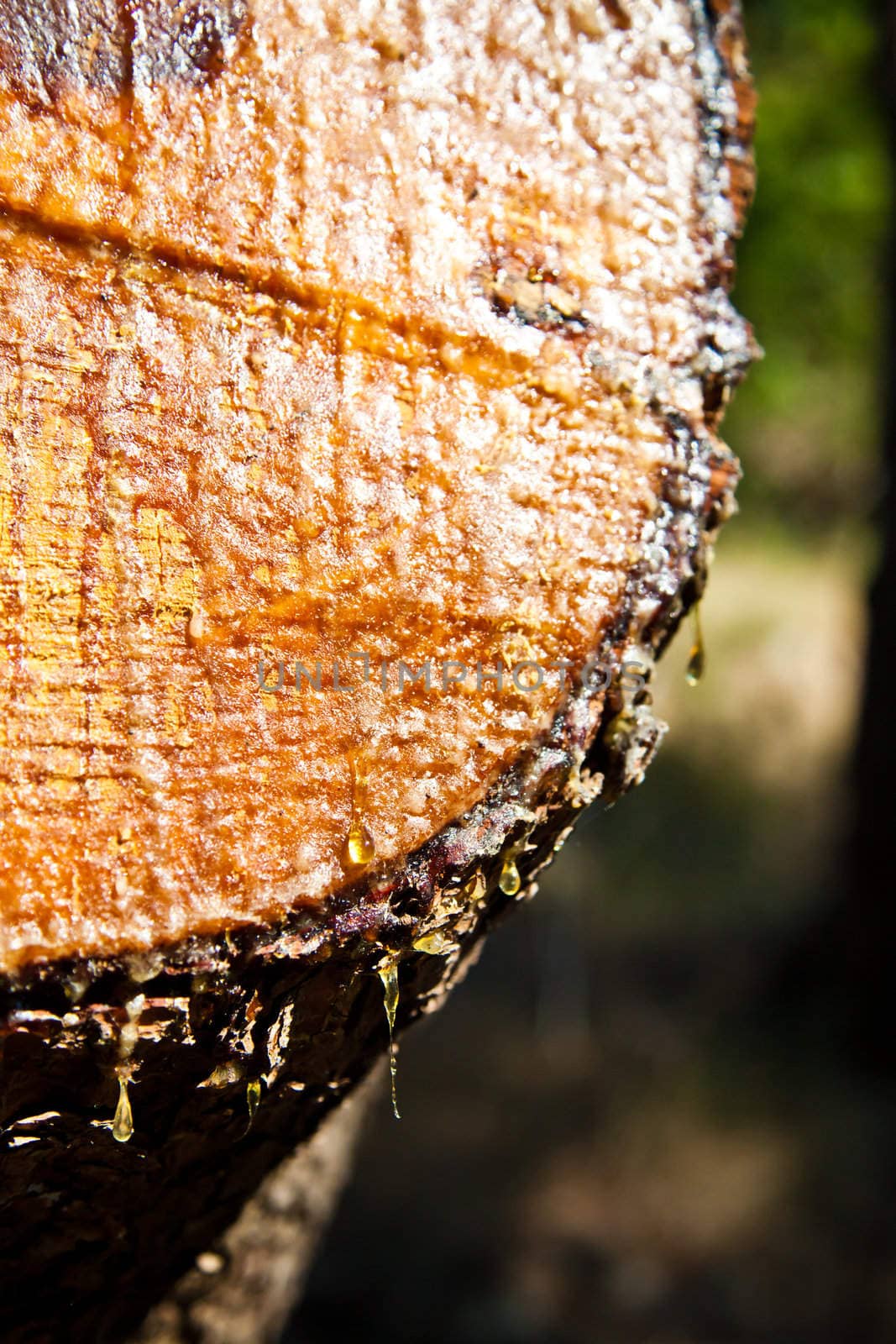 Cut wood and a lump in the woods