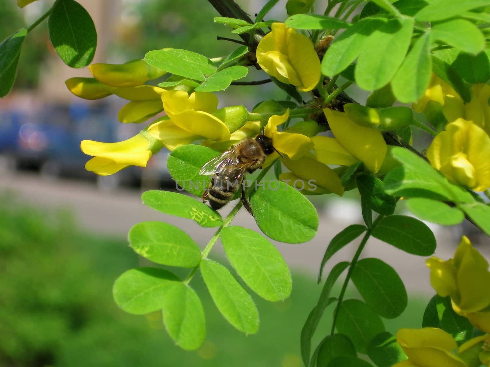 Small bee sits on the acacia bush