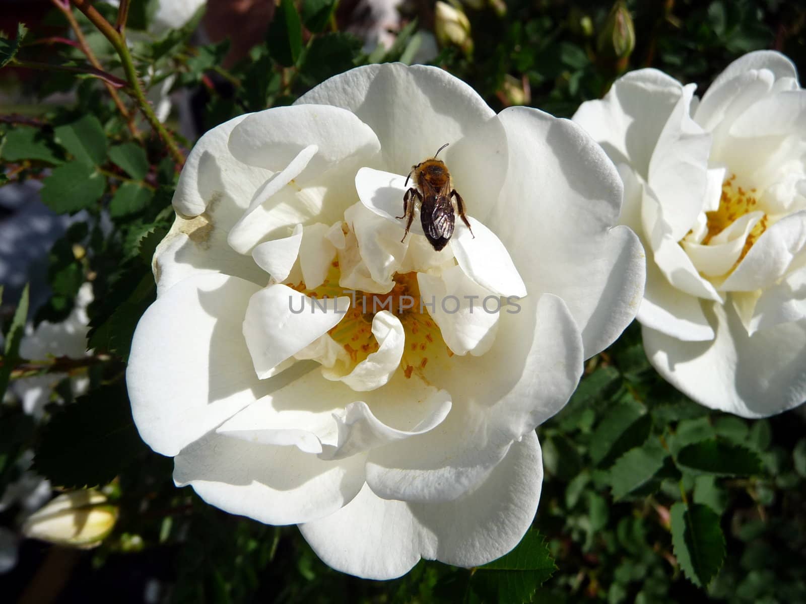 Cute small bee sits in the white dog-rose flower