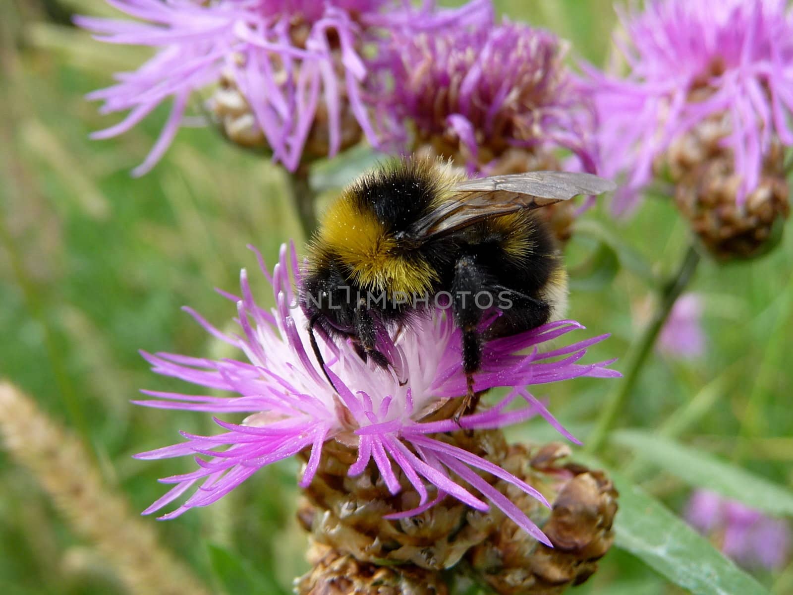 Large fuzzy bumblebee on the pink flower in field