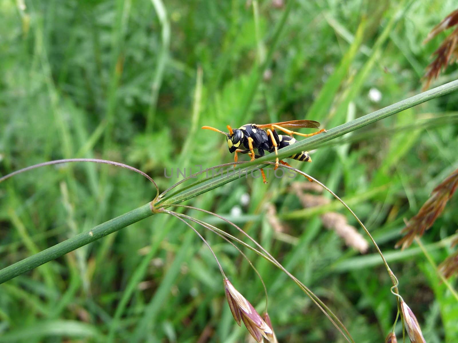 Wasp in field by tomatto