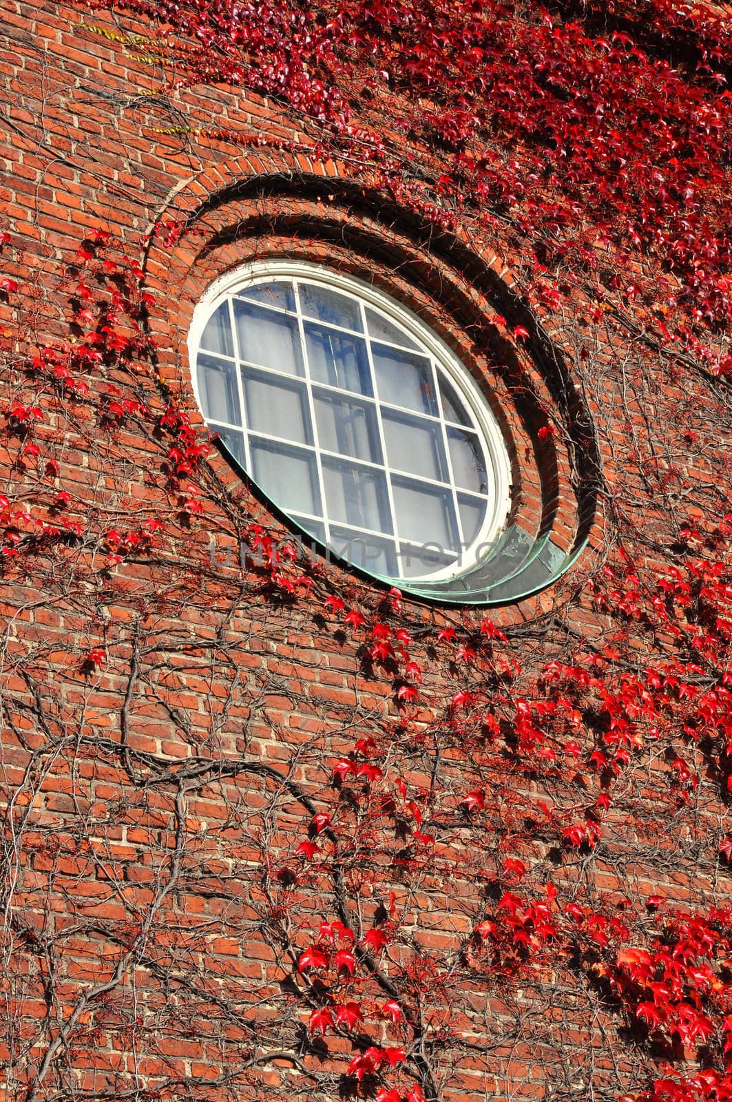 Round window surrounded by woodbine on a brick wall, 