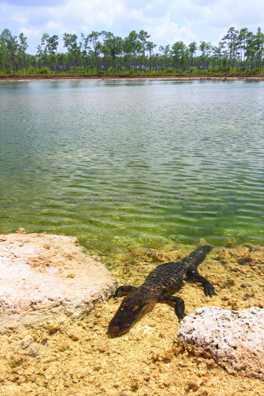 An American alligator rests in a clear pond at the Everglades National Park - Florida.