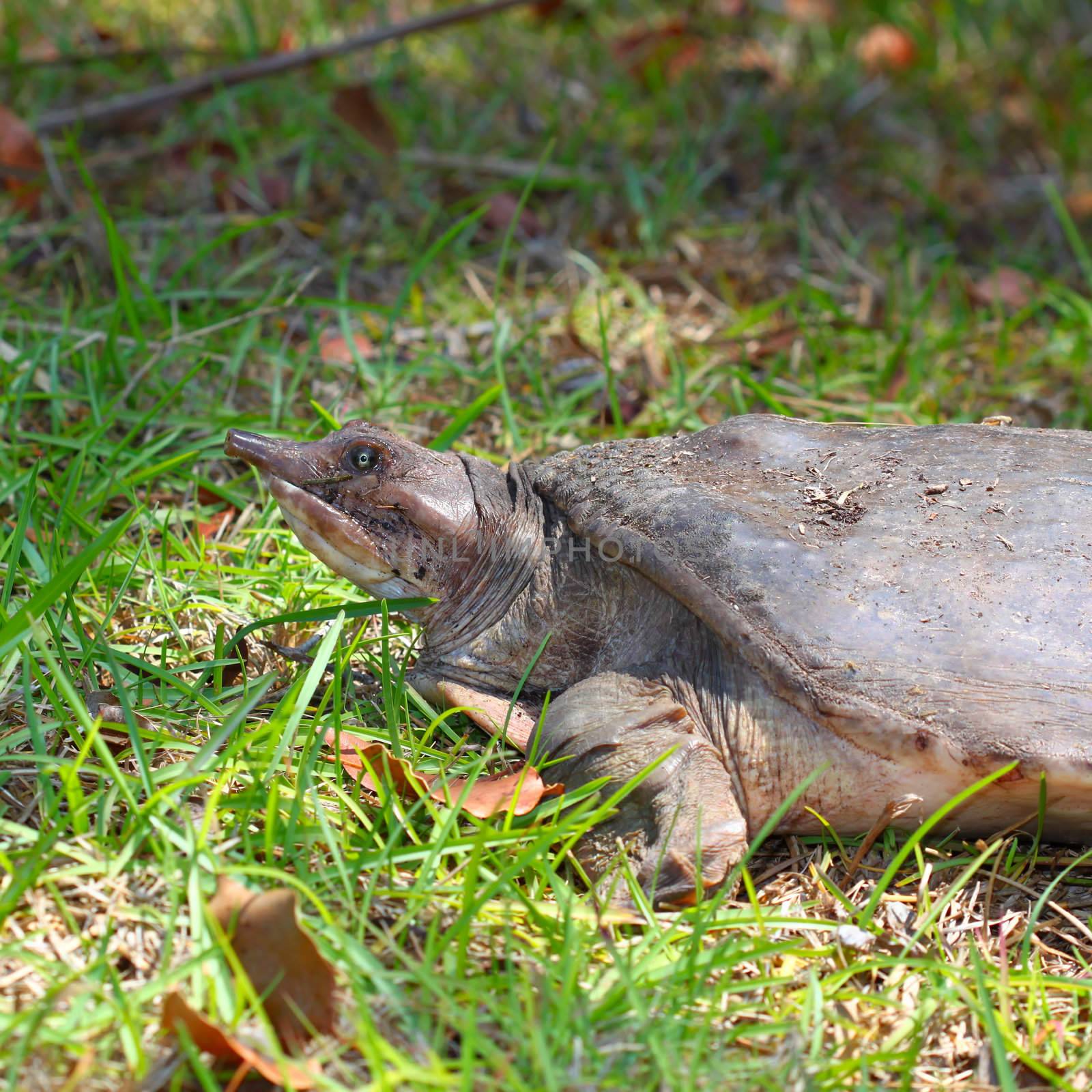 A Florida Softshell Turtle (Apalone ferox) at Everglades National Park - Florida.