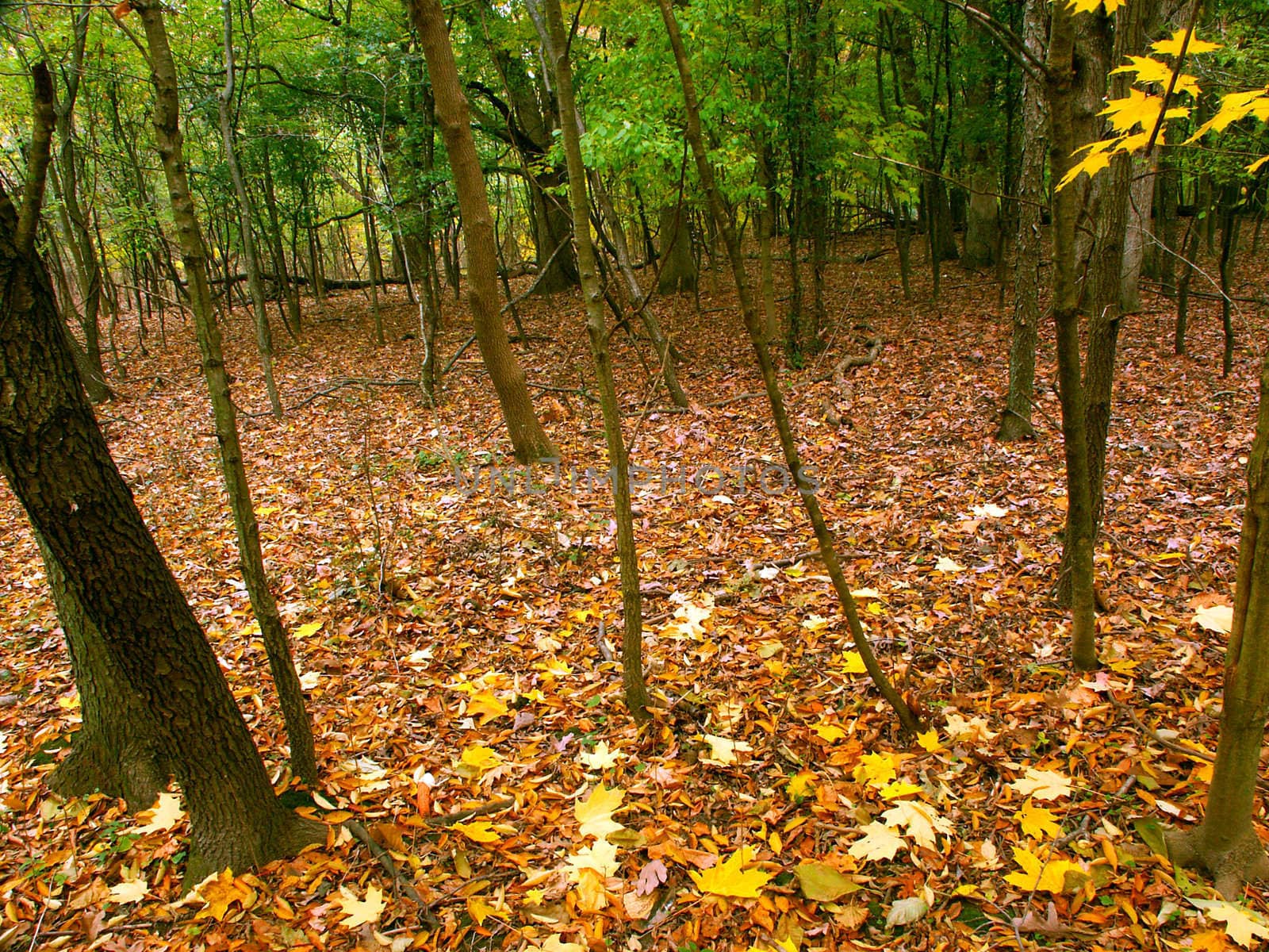 Fall Color In Illinois by Wirepec