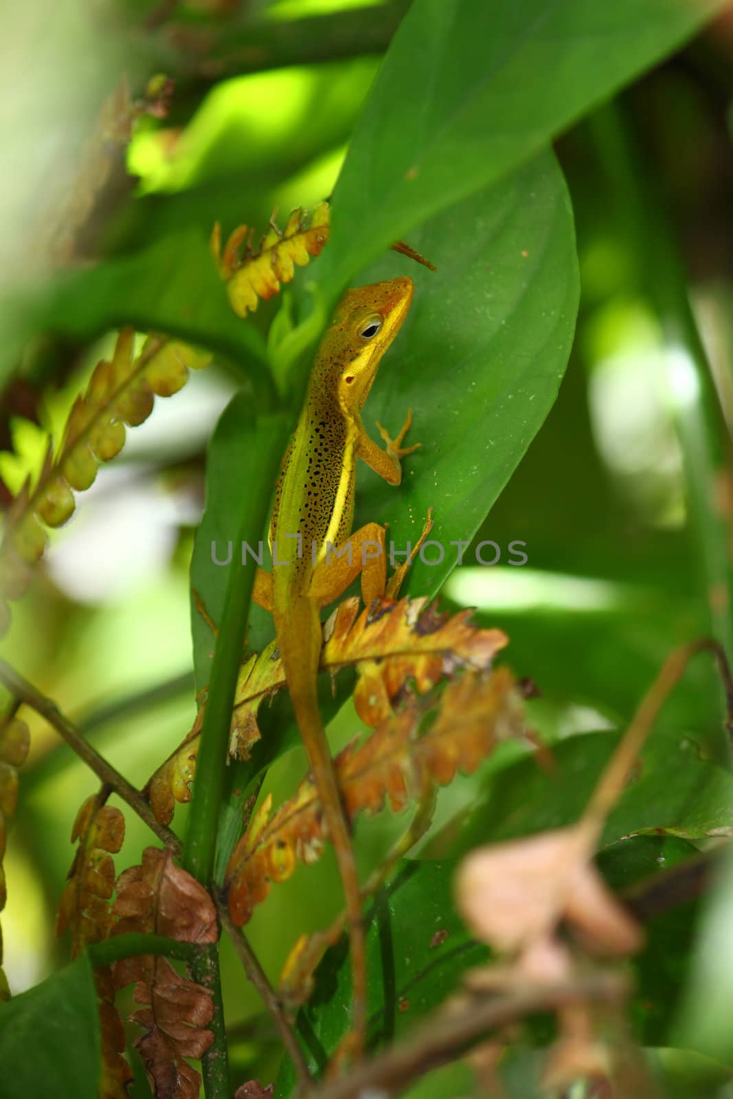 An Upland Grass Anole (Anolis krugi) hides amongst vegetation in  the El Yunque Rainforest of Puerto Rico.