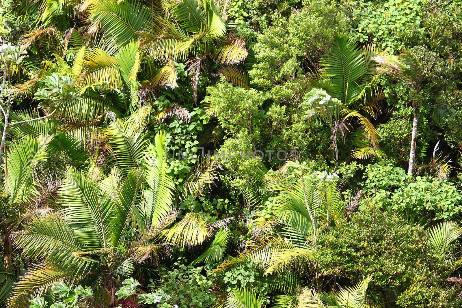 Overhead view of tropical vegetation at El Yunque National Forest in Puerto Rico.