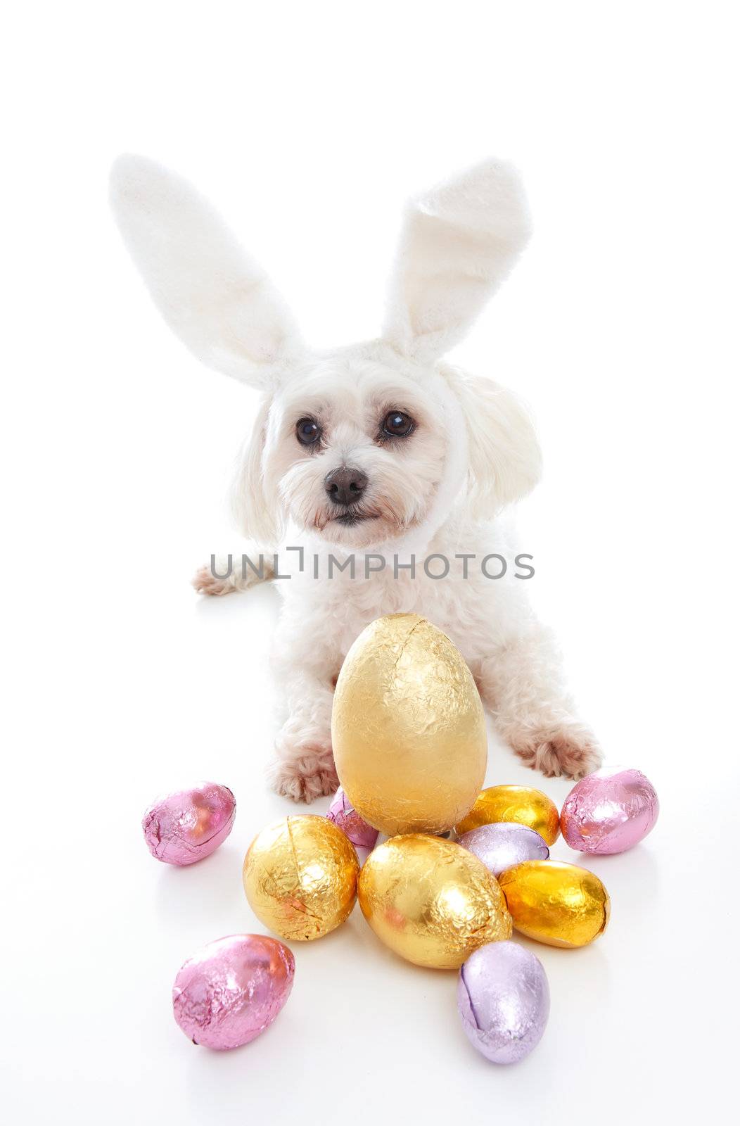 A cute white maltese terrier dog wearing bunny ears and lying down among gold pink and lilac foil wrapped chocolate easter eggs.