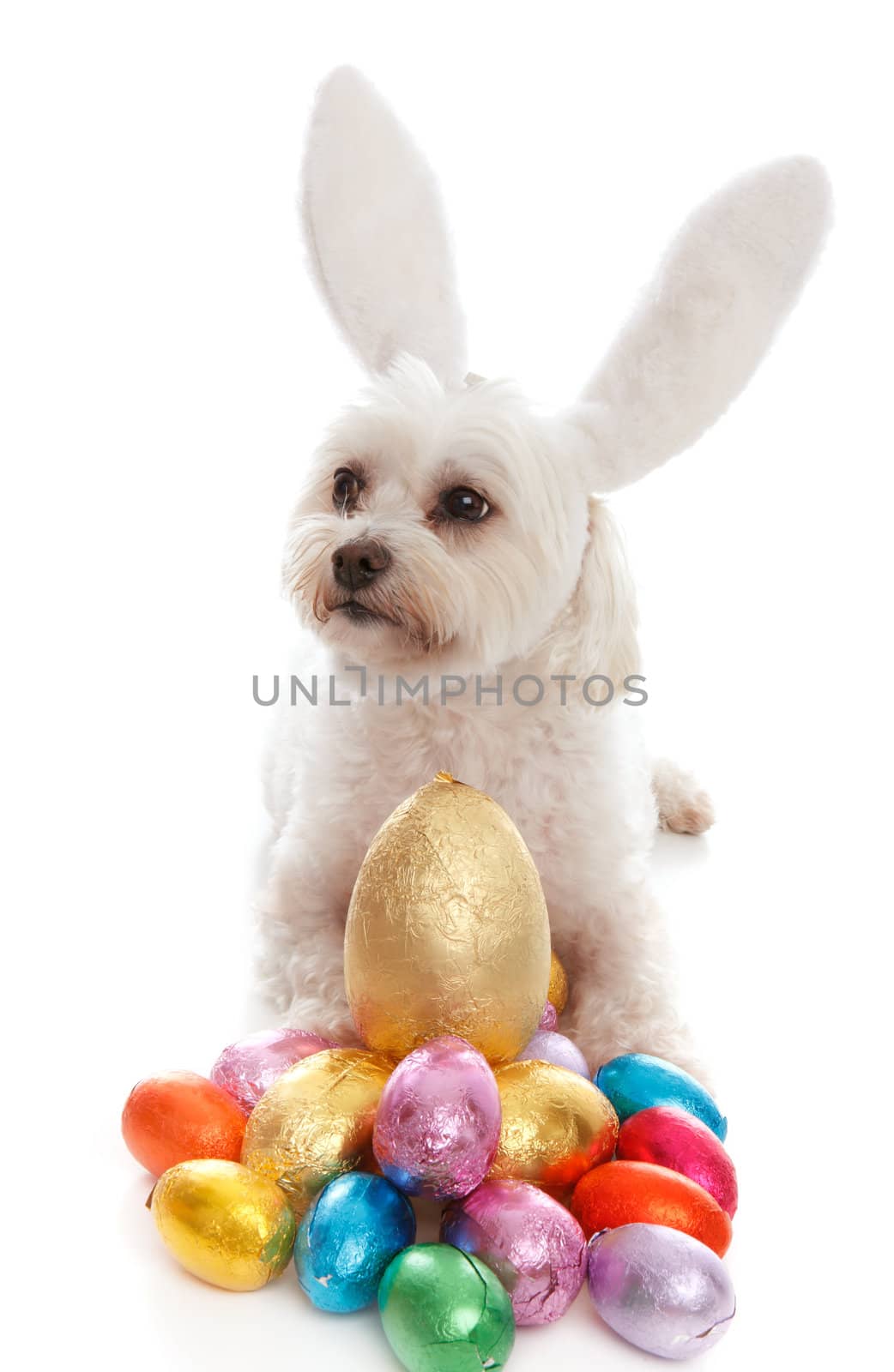 A pampered white maltese terrier dog wearing white bunny ears among lots of colorful chocolate easter eggs.  White background.