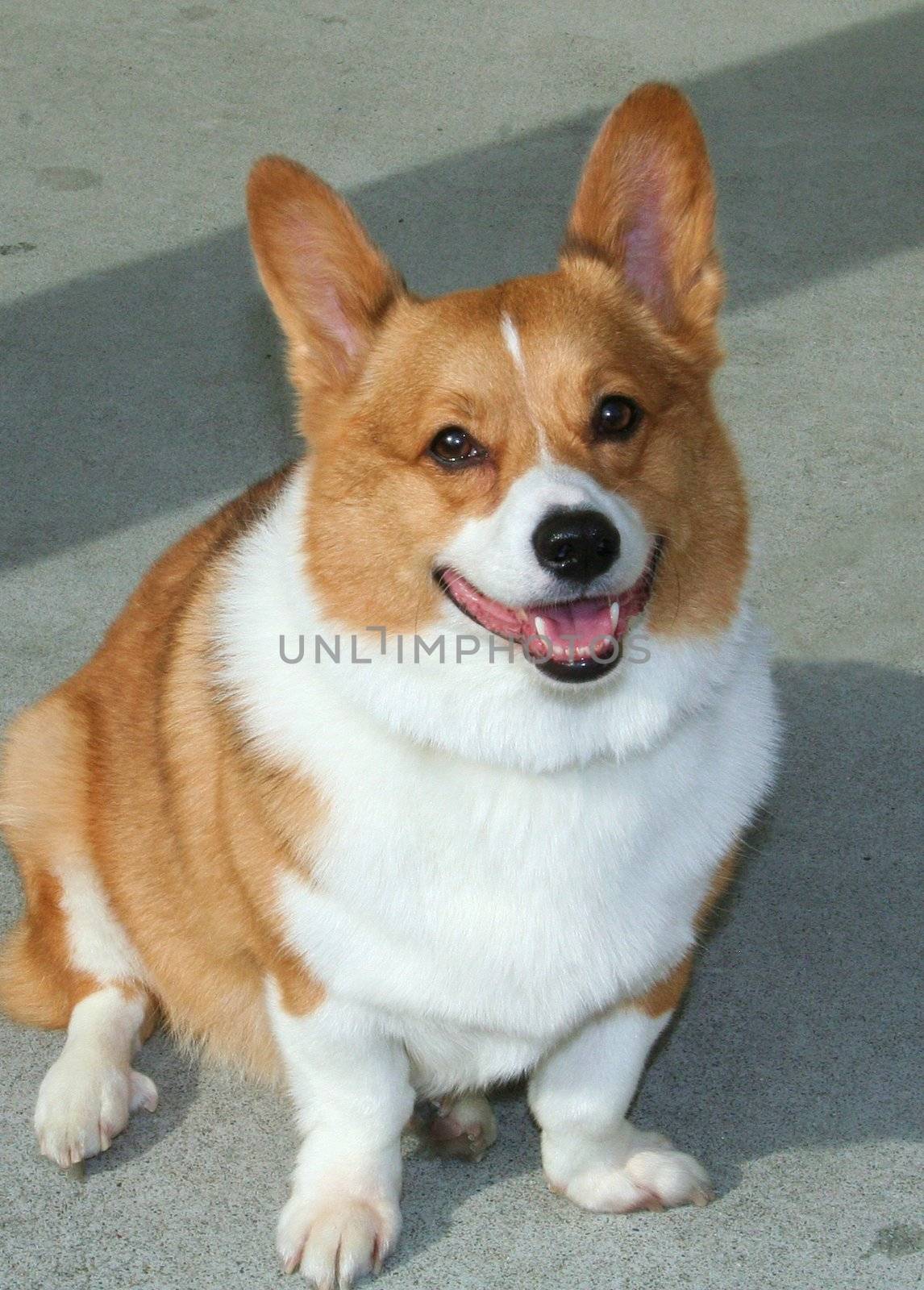 Welsh Corgi outside in a park.