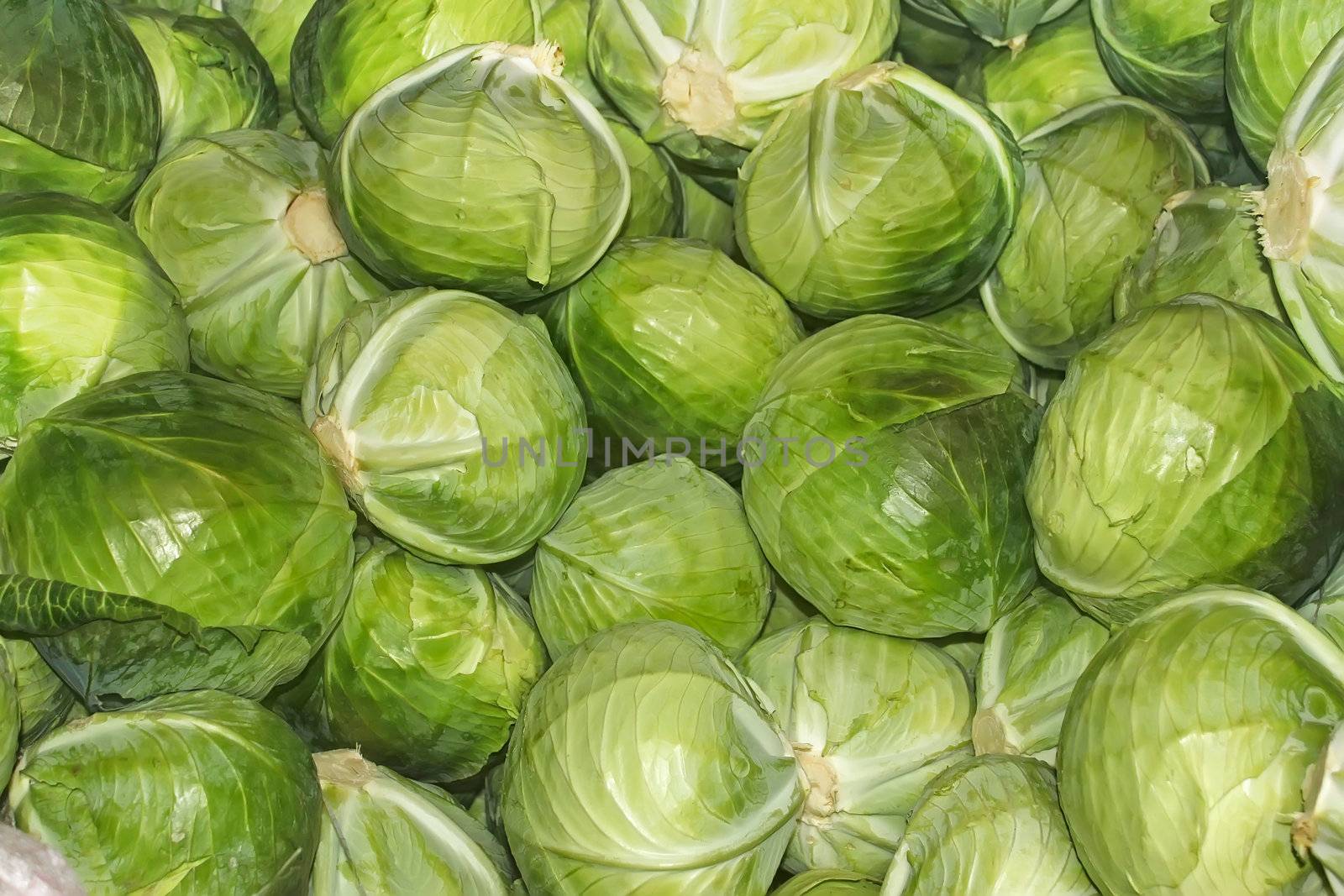 Heap of ripe cabbage heads after harvest