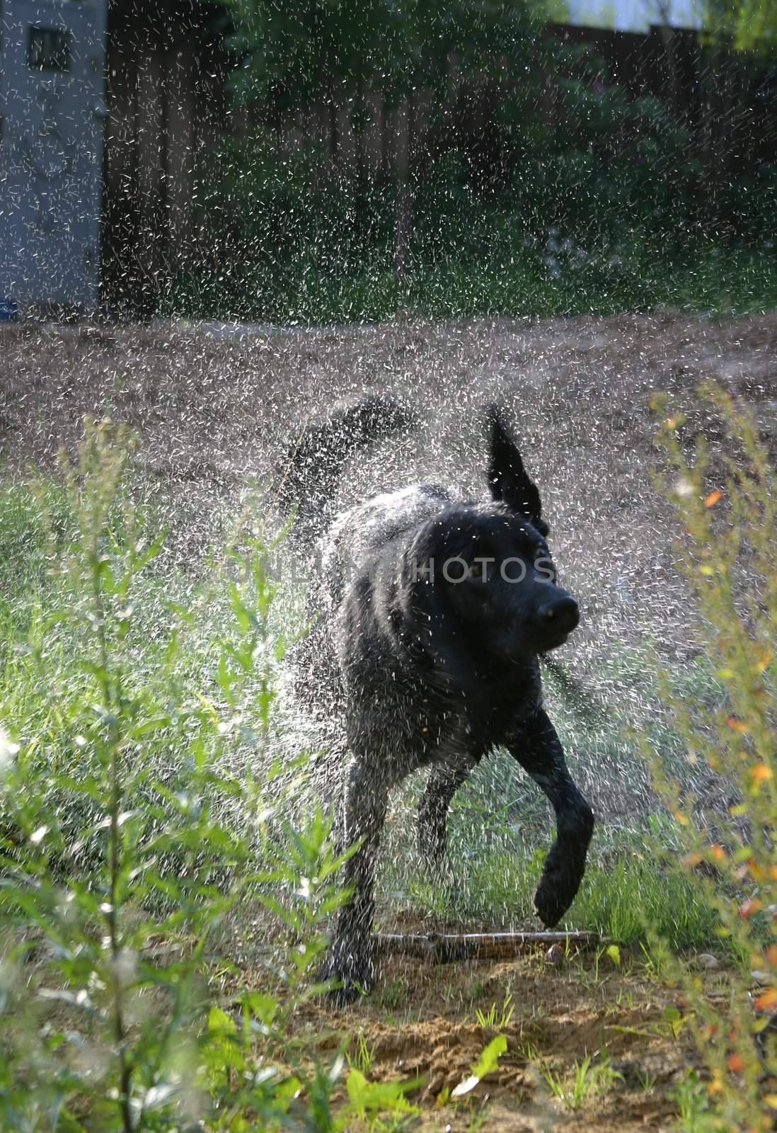 Wet dog in sparks. Illustration to magazine about animals