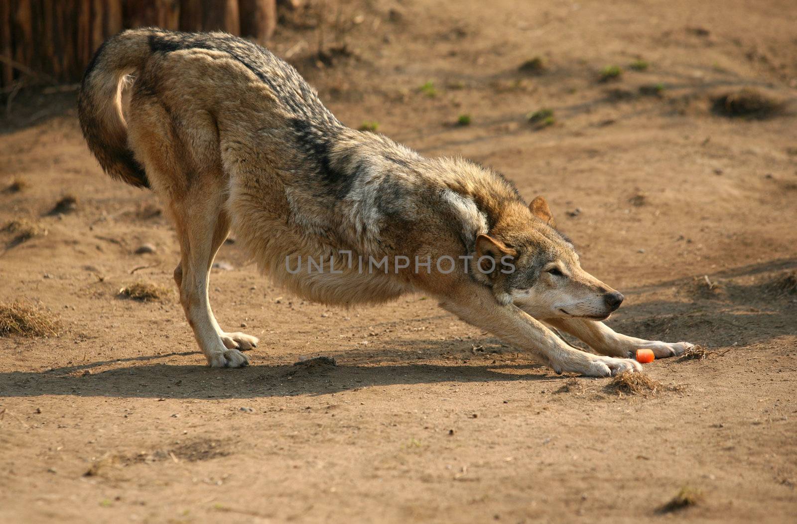 The wolf of steppe smells carrots. Zoo in Moscow
