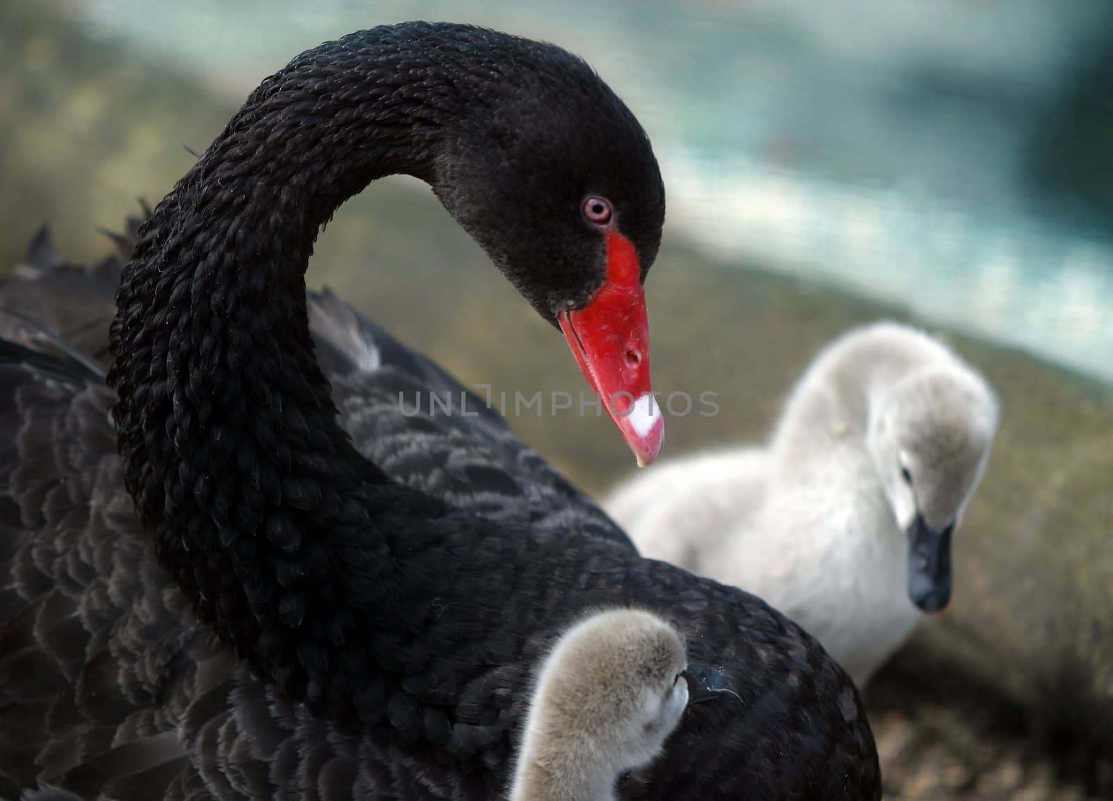 Swan with nestlings by friday