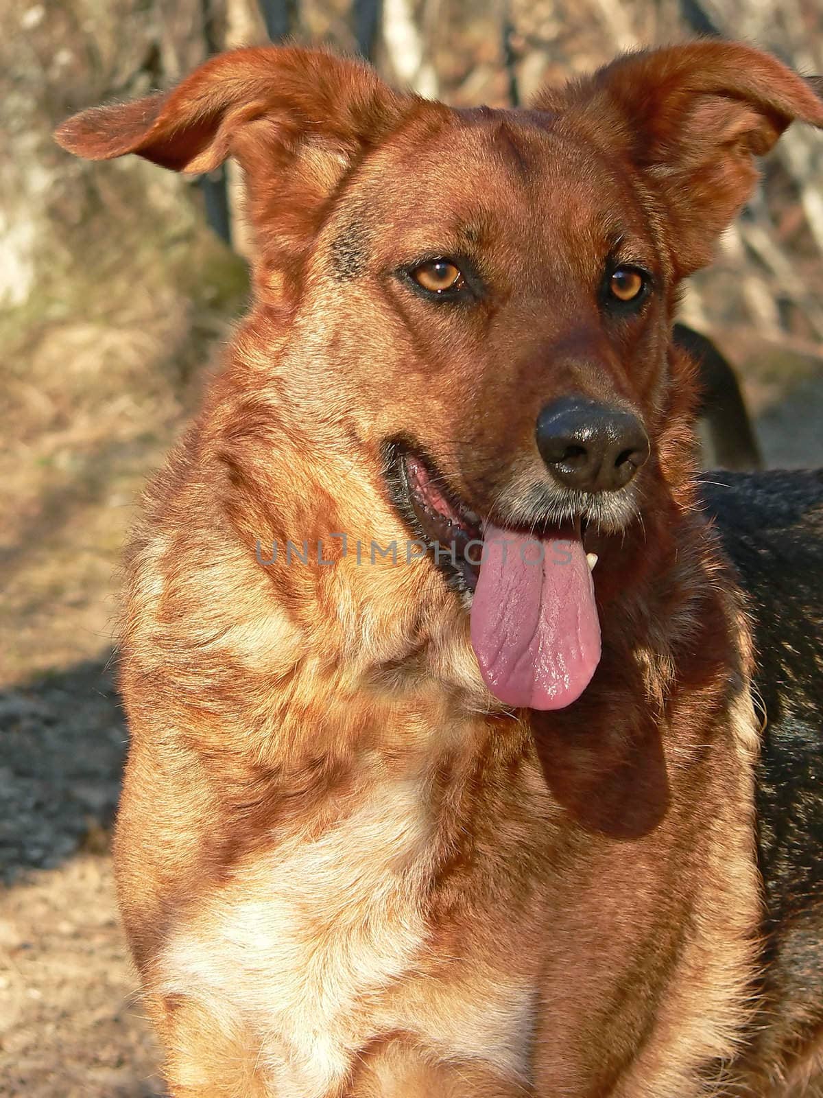 outdoor portrait of a brown dog