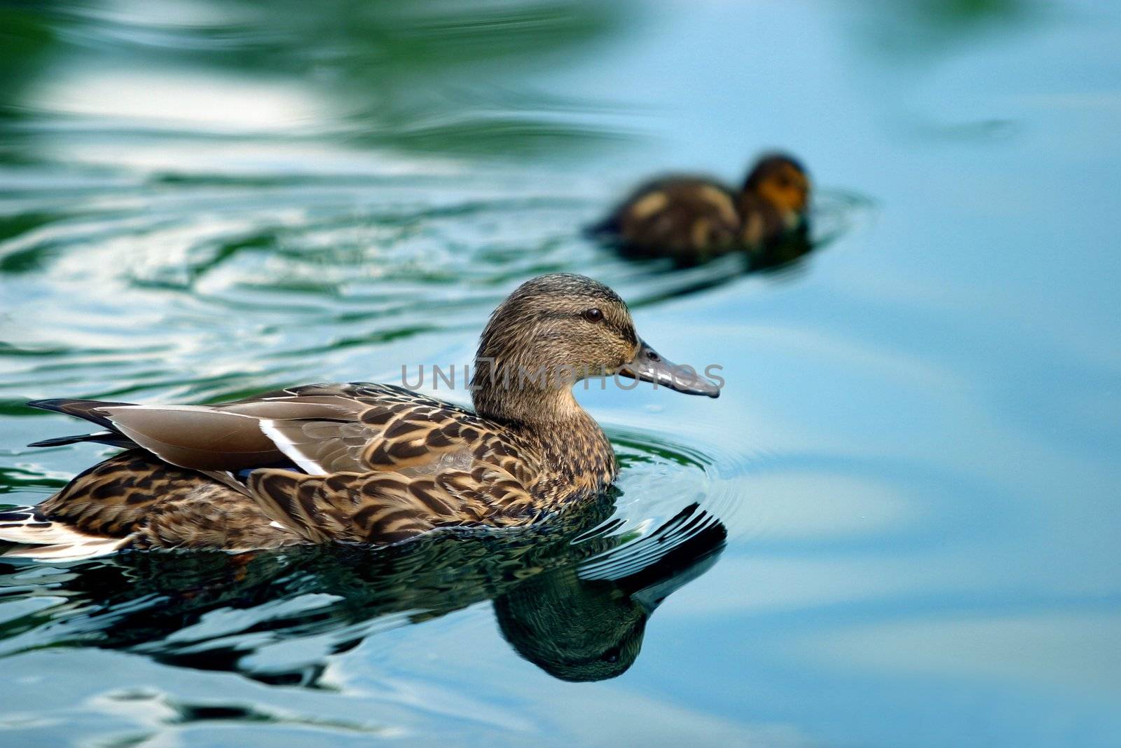 Ducks in a pond by friday