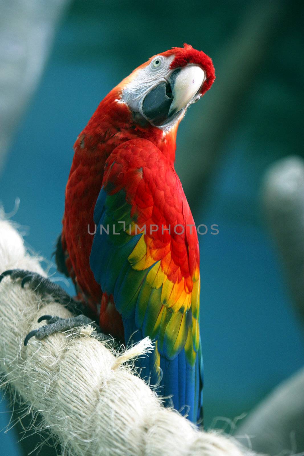 Parrot on a rope by friday