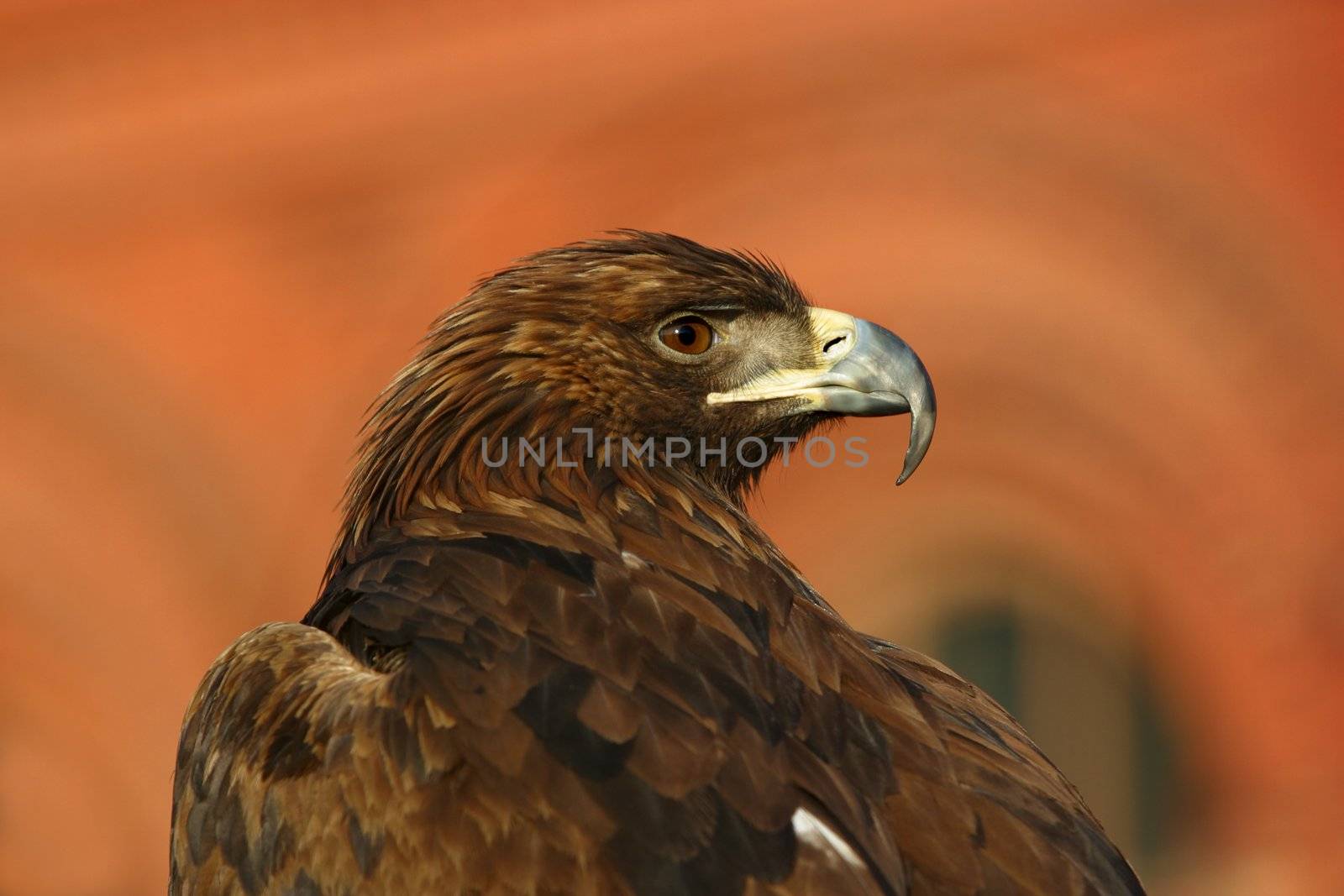 Portrait of an eagle