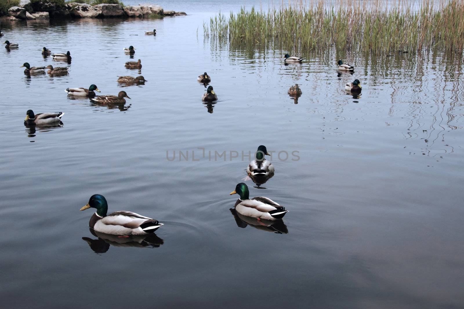 ducks swimming in a lake