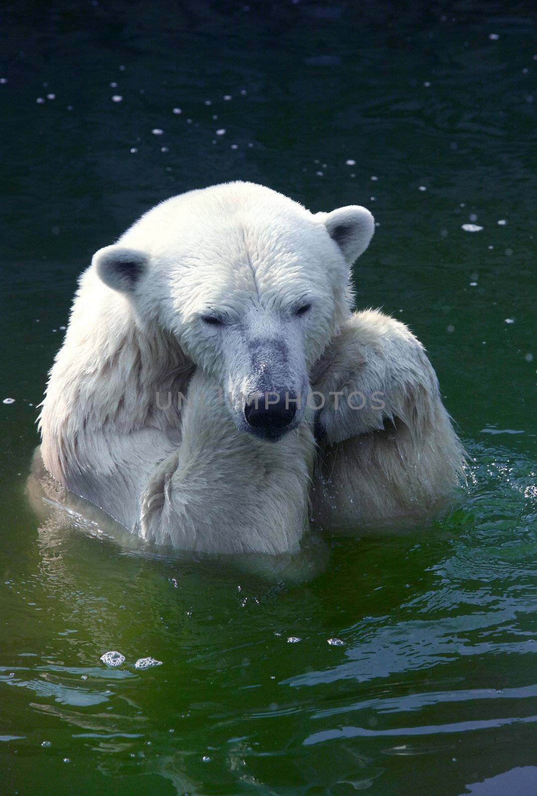 Sad polar bear in water