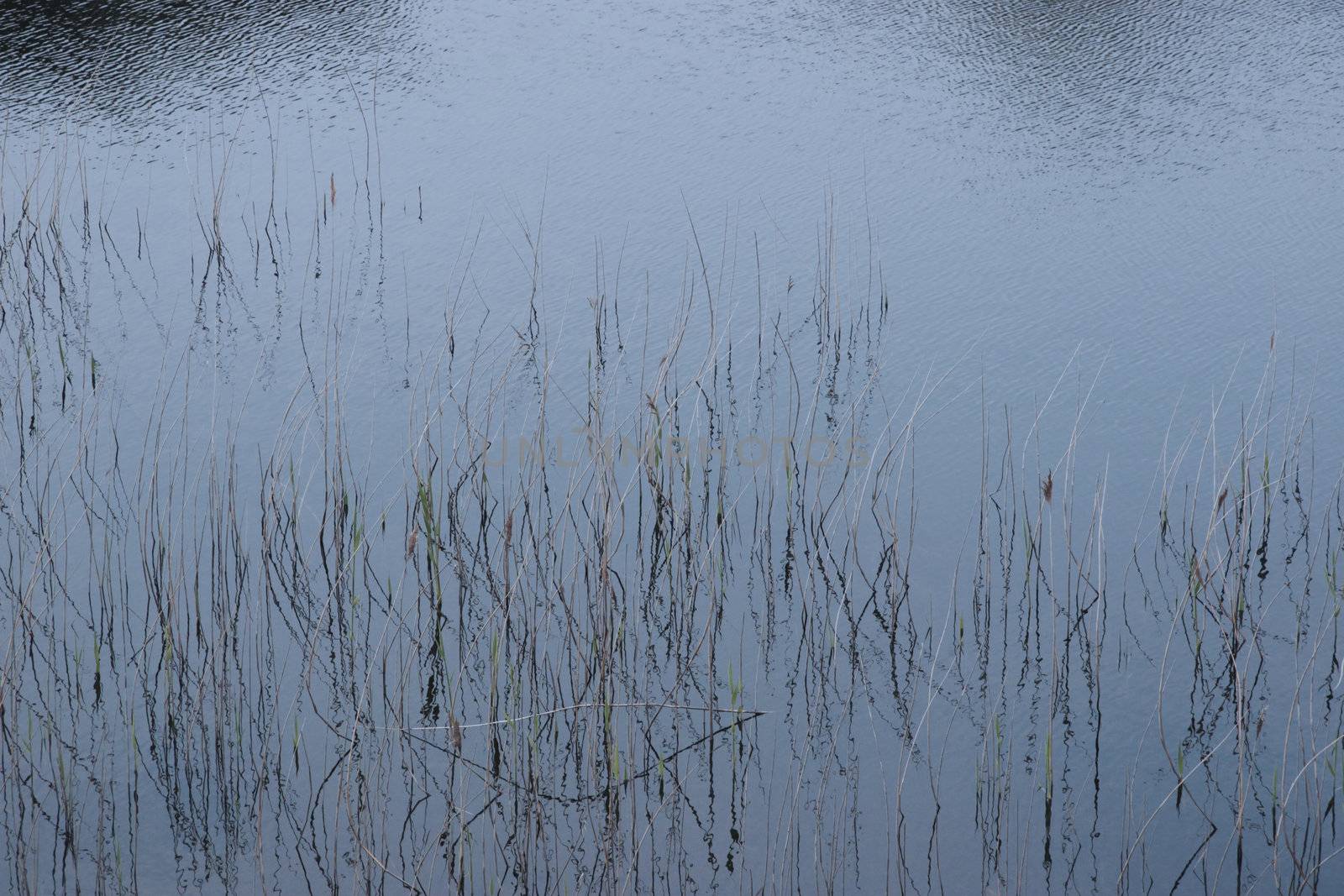 reflections of rushes on a lake