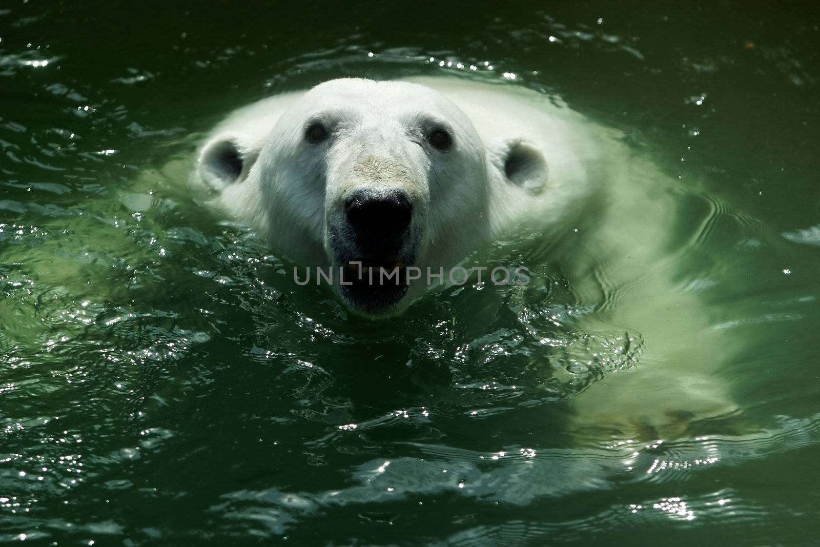 Polar bear in water by friday