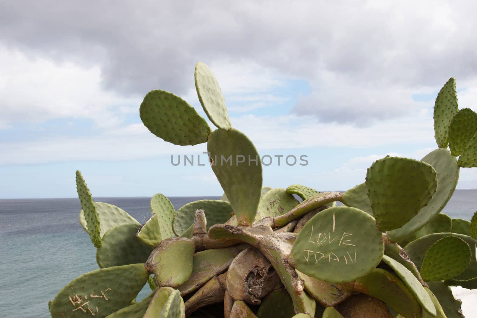 a cactus plant on the lanzarote coast