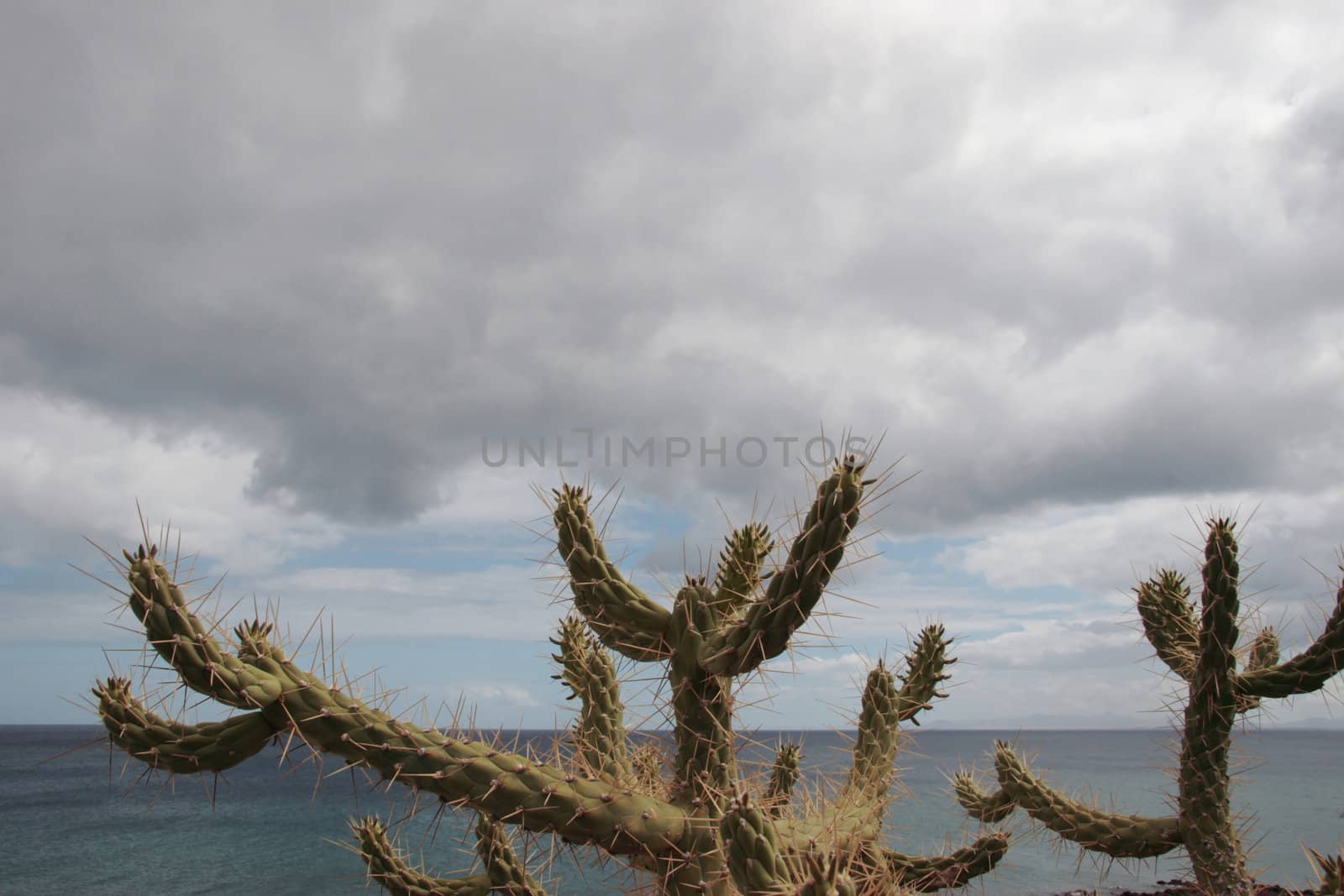 a cactus in front of a sea view