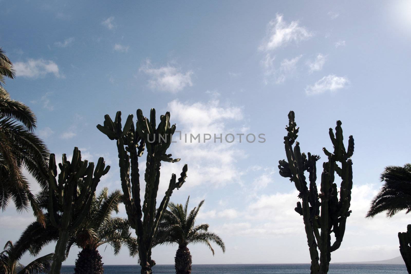 palm trees and cacti on the coast