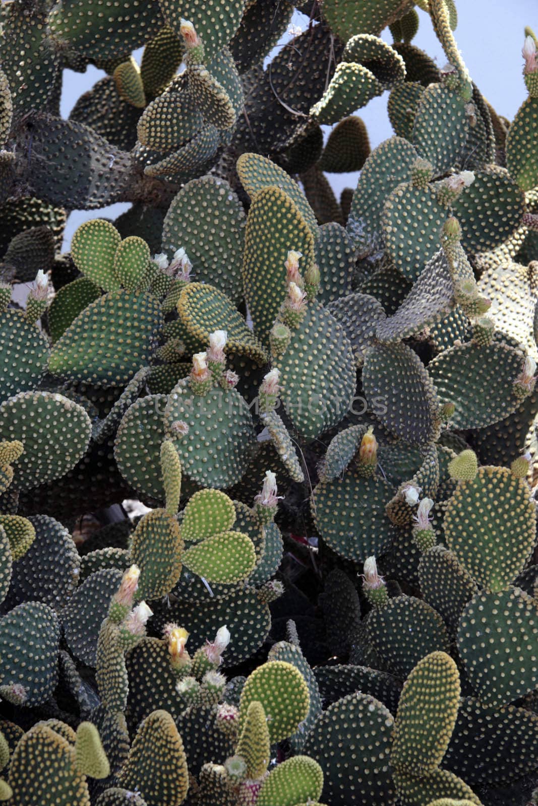 a flowering cactus on a mediteranean island