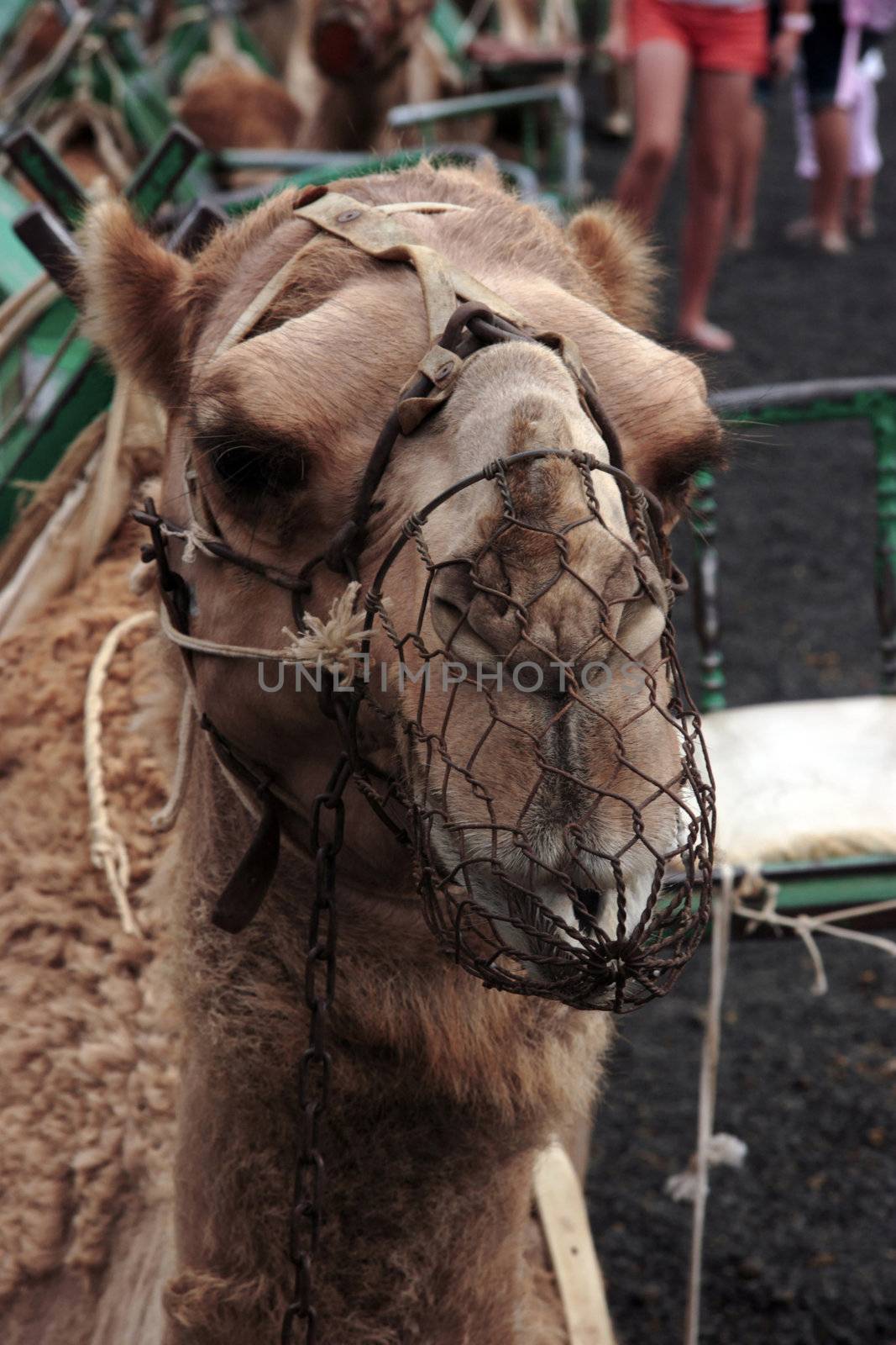 camel portrait by morrbyte